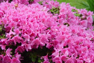 Rhododendren_3